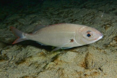 pagello bastardo Sparidae