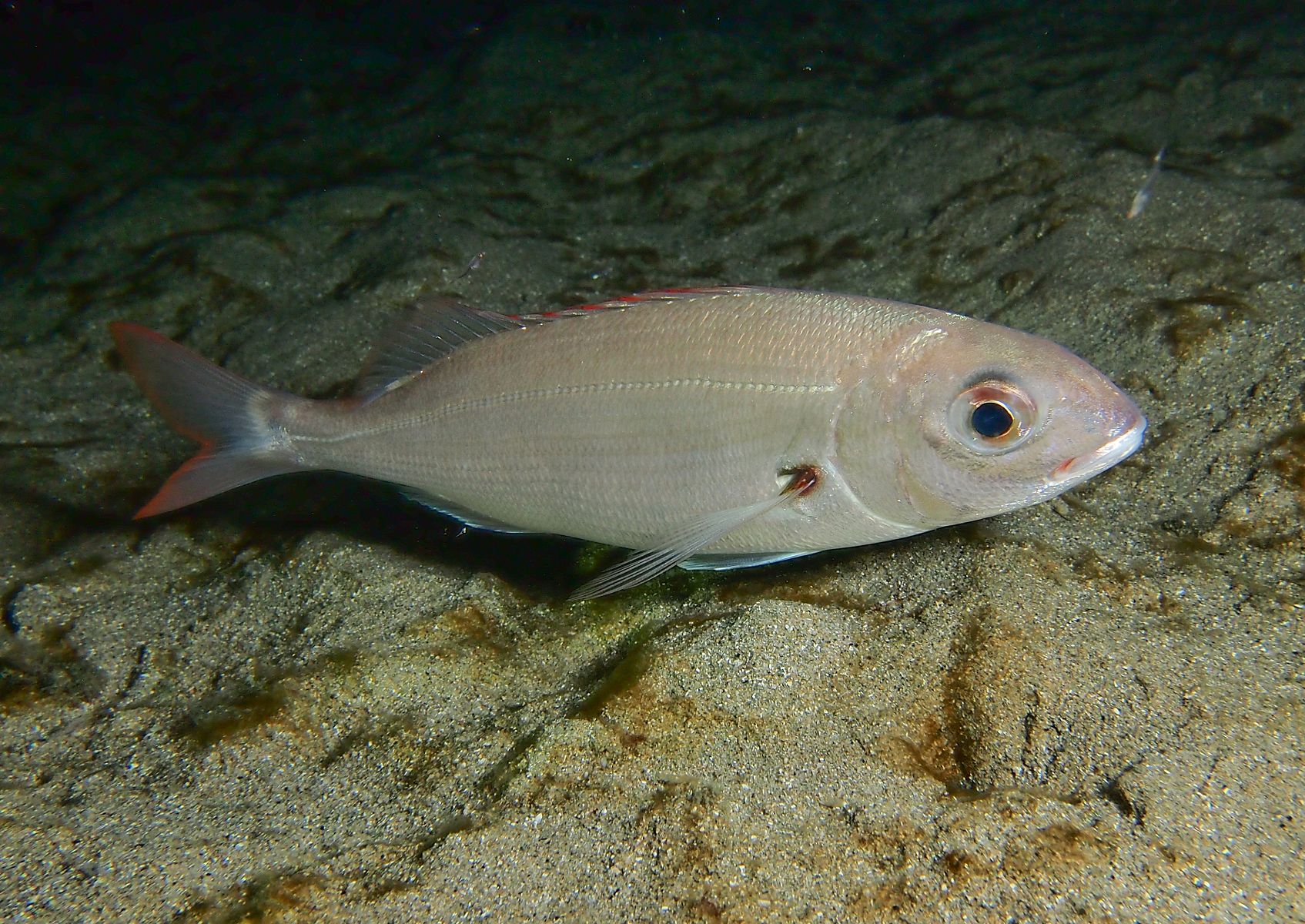 Pagellus acarne