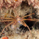 picture of Stenorhynchus seticornis