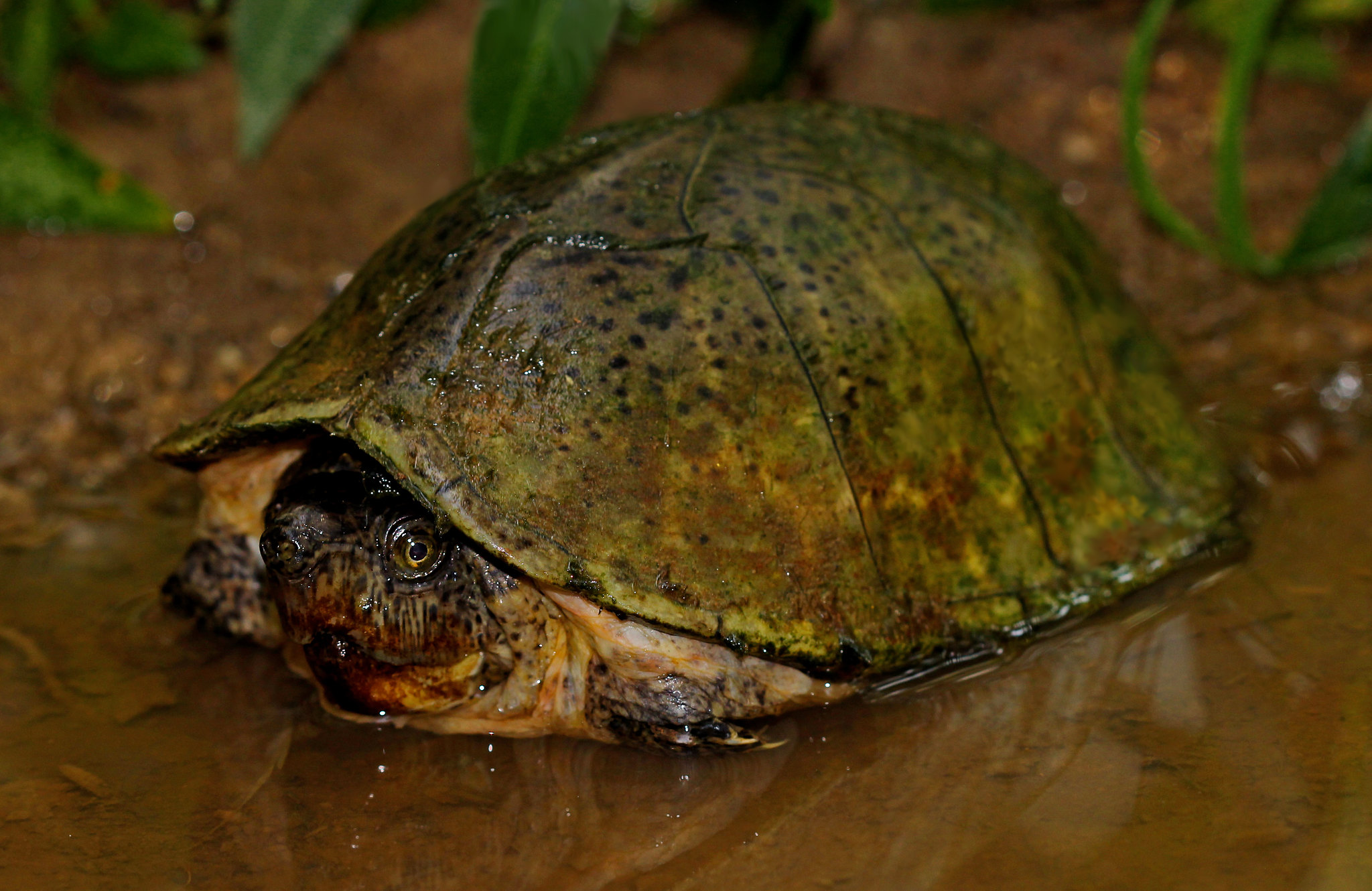 Sternotherus carinatus