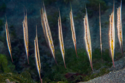 Aeoliscus strigatus Centriscidae