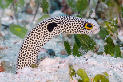 Heteroconger hassi Congridae