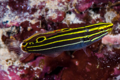 Koumansetta hectori Gobiidae