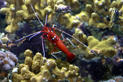 crevette barbier cardinal Lysmatidae