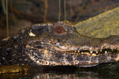 Paleosuchus palpebrosus Alligatoridae