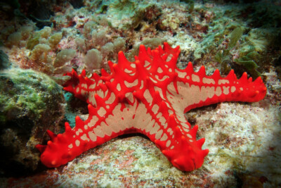 Protoreaster lincki Oreasteridae