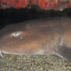picture of Chiloscyllium punctatum