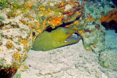 Gymnothorax funebris Muraenidae