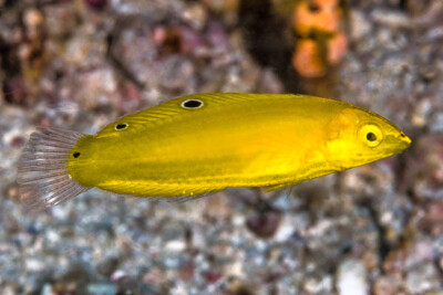 Halichoeres chrysus Labridae