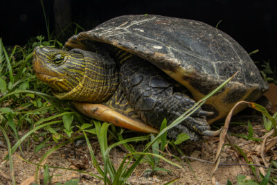Mauremys sinensis Geoemydidae
