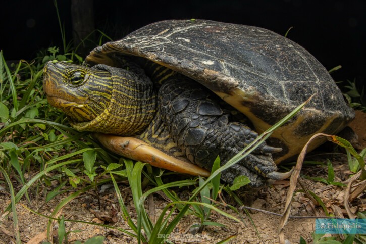 Mauremys sinensis