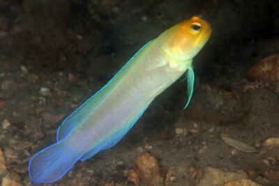 Opistognathus aurifrons Opistognathidae