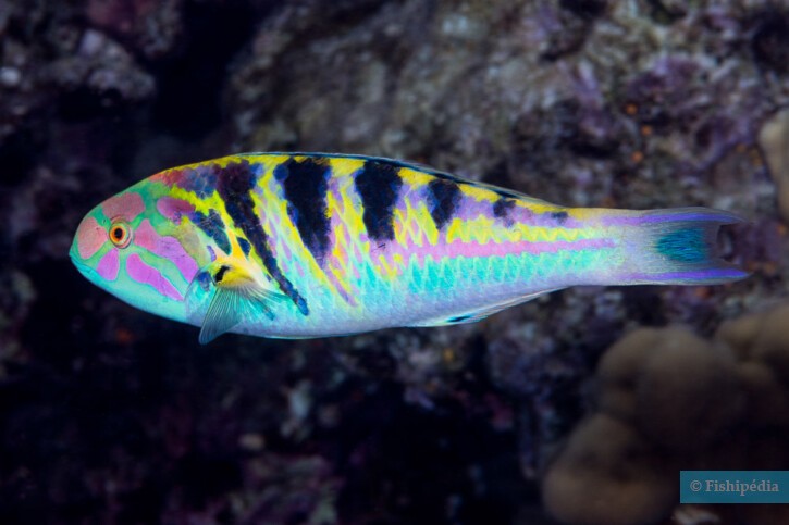 Thalassoma hardwicke - donzella a sei barre