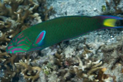 tordo lunare Labridae