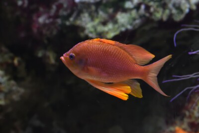 castagnola rossa Anthiadidae