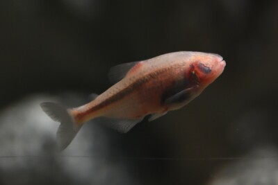 Astyanax jordani Characidae