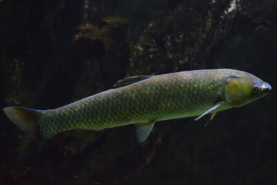 Ctenopharyngodon idella Cyprinidae