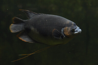 Osphronemus goramy Osphronemidae
