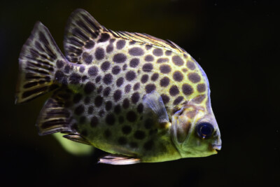 Scatophagus argus Scatophagidae