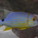 picture of Symphorichthys spilurus