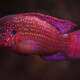 picture of Rubricatochromis guttatus