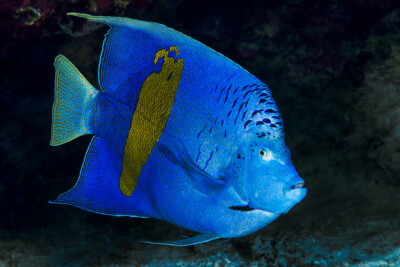 Pomacanthus maculosus Pomacanthidae