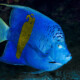 picture of Pomacanthus maculosus