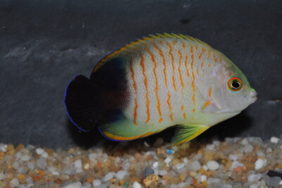 Centropyge eibli Pomacanthidae