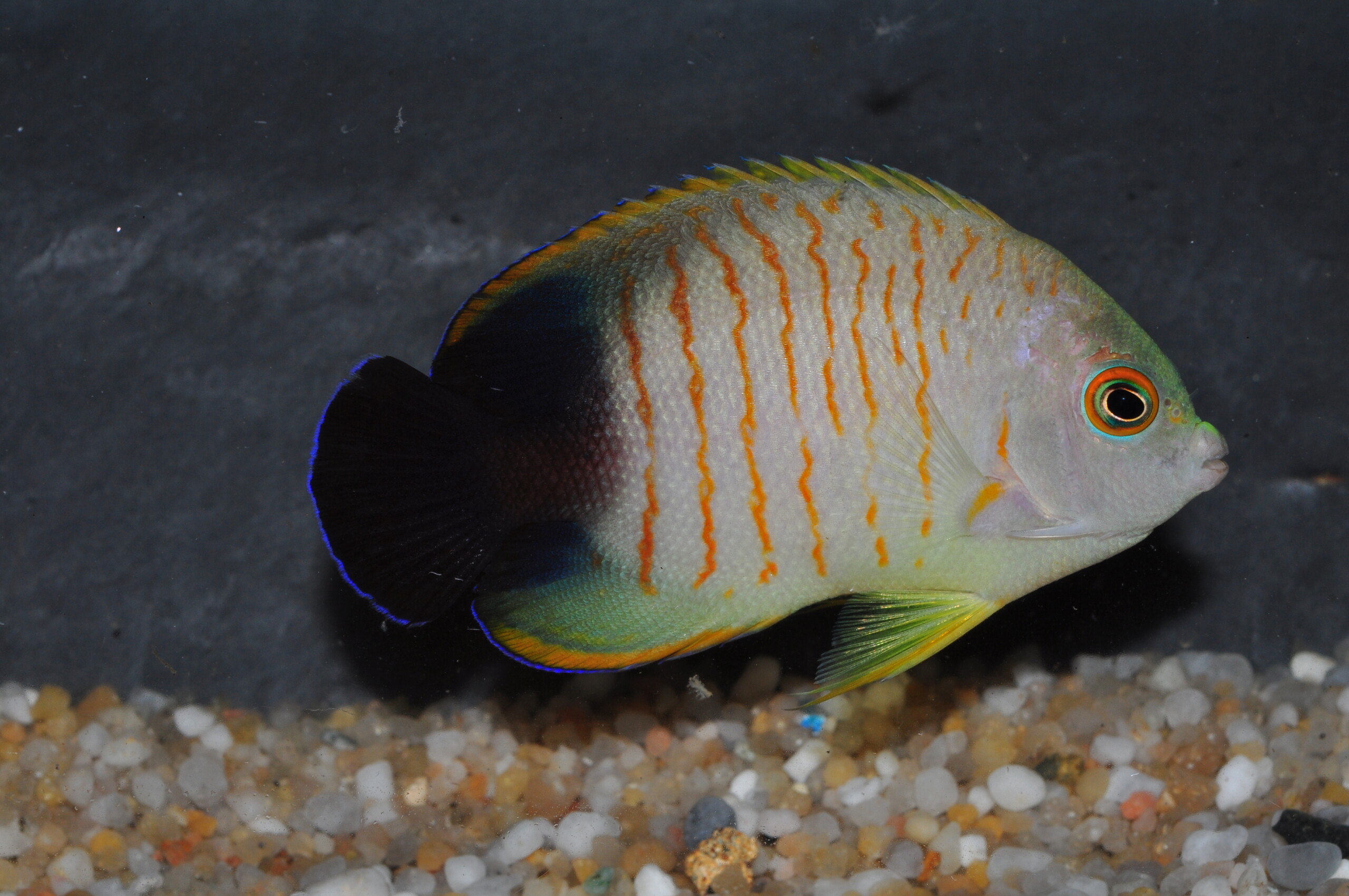 Centropyge eibli