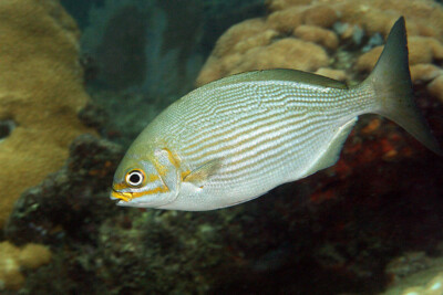 Kyphosus sectatrix Kyphosidae