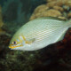 picture of Kyphosus sectatrix