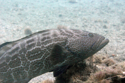 Mycteroperca bonaci Serranidae