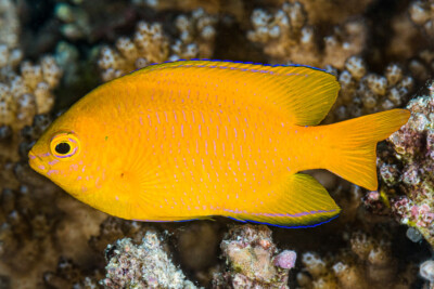 Pomacentrus moluccensis Pomacentridae