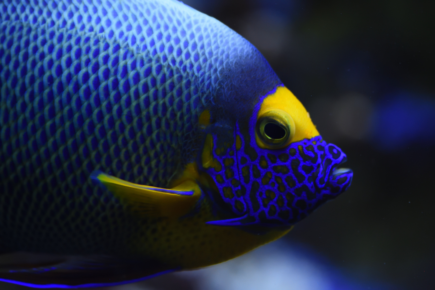 fishes picture