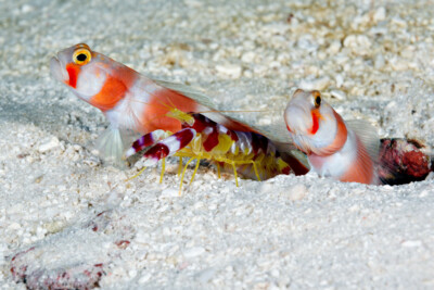 Alpheus randalli Alpheidae