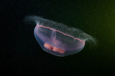 Espèce : Aurelia aurita