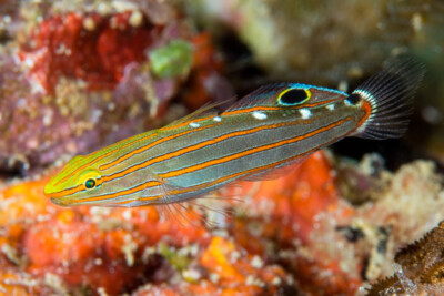 Koumansetta rainfordi Gobiidae