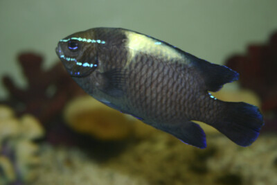 Neoglyphidodon oxyodon Pomacentridae