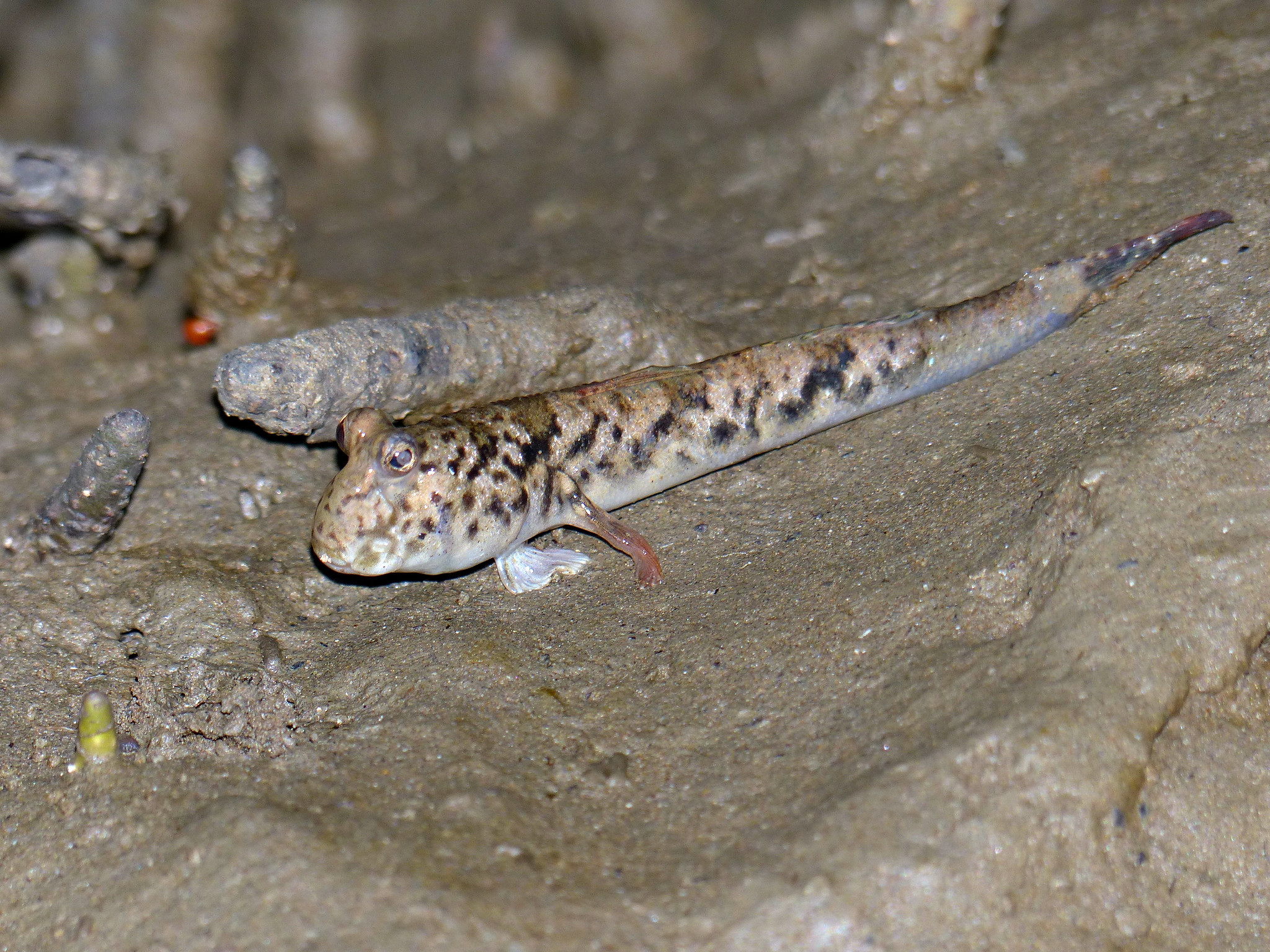 Periophthalmus argentilineatus