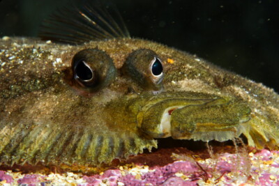 Zeugopterus punctatus Scophthalmidae