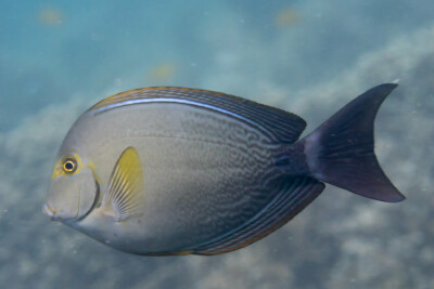 Acanthurus xanthopterus Acanthuridae