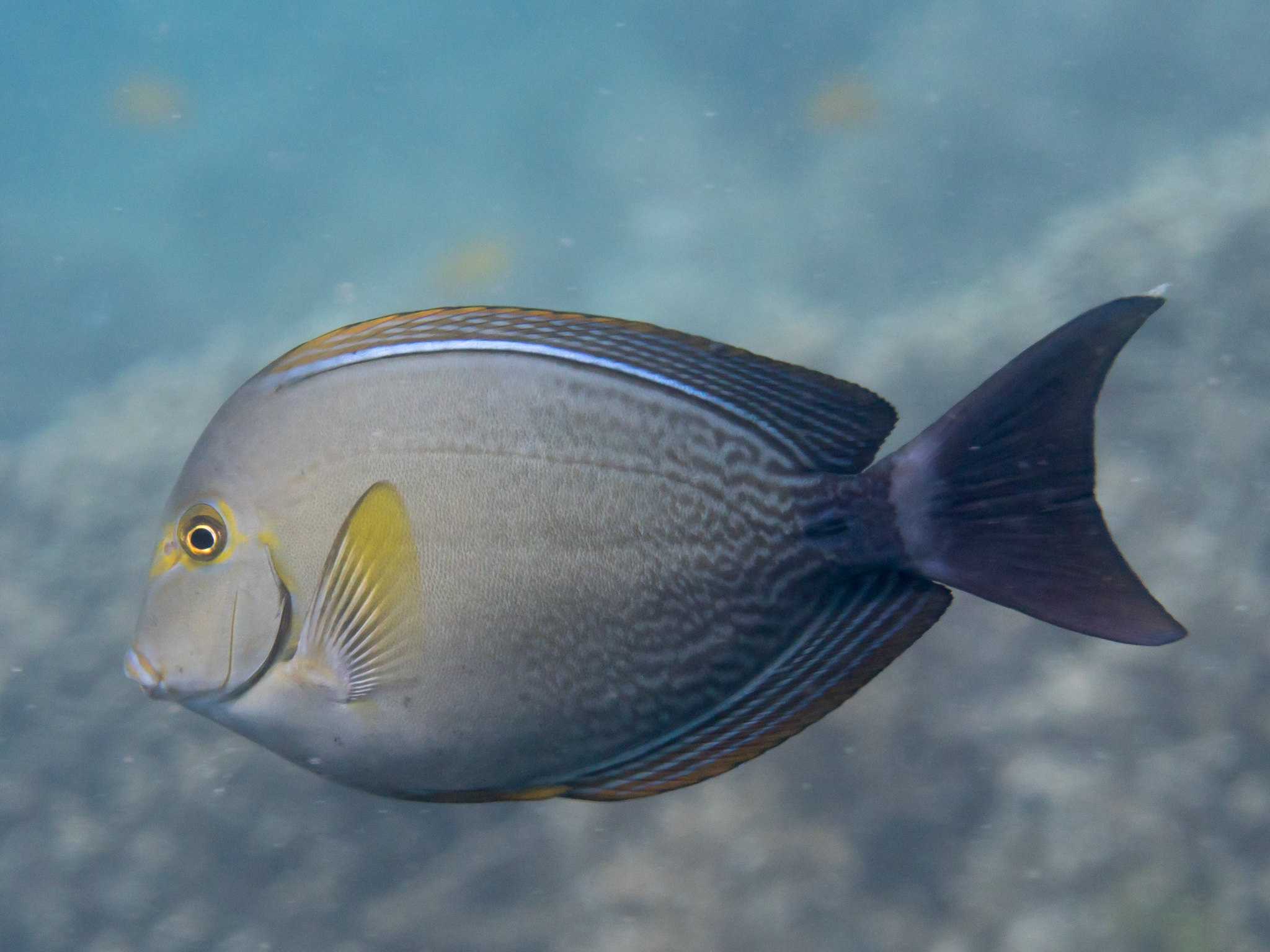 Acanthurus xanthopterus