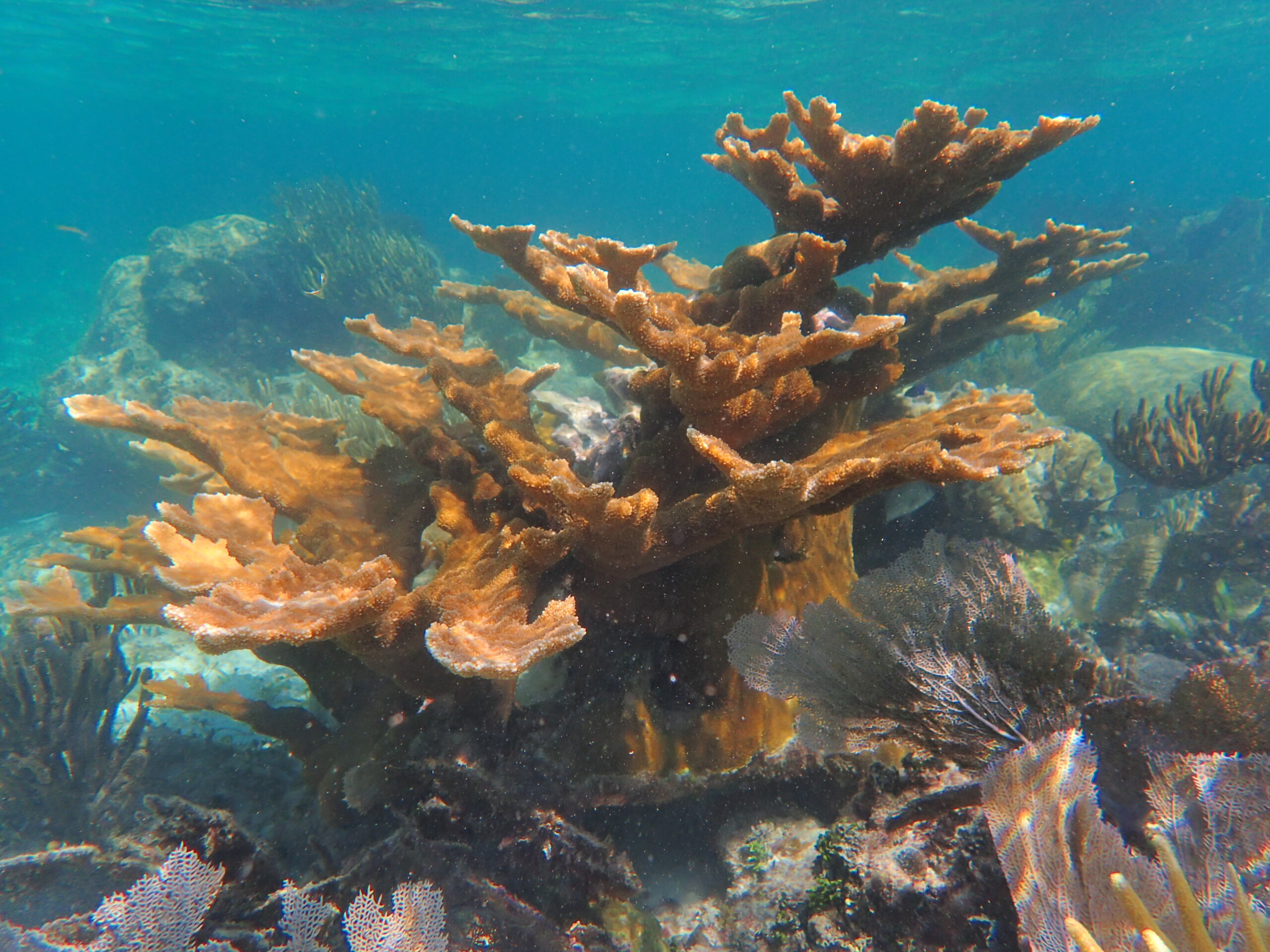 Acropora palmata