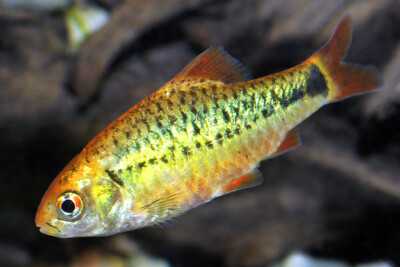 Barbodes semifasciolatus Cyprinidae