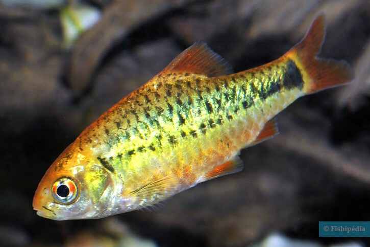 Barbodes semifasciolatus