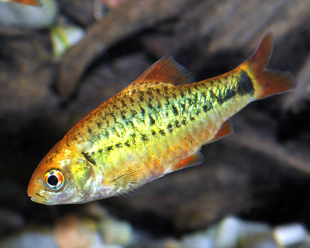 Barbodes semifasciolatus