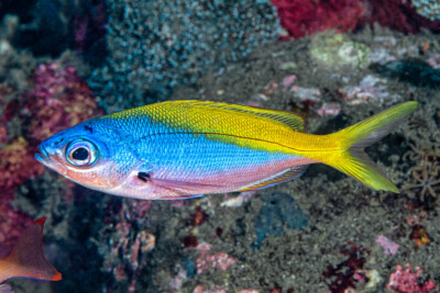 Caesio teres Caesionidae