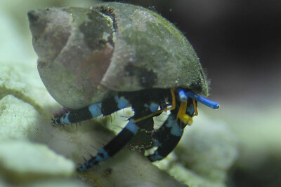 Calcinus elegans Diogenidae
