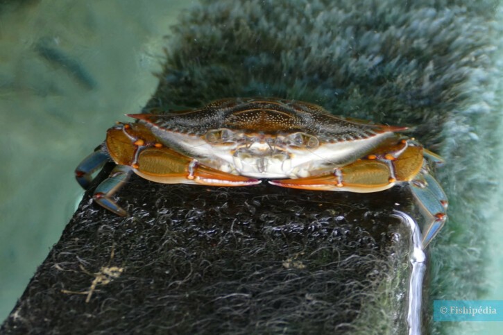 Callinectes sapidus