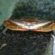 picture of Callinectes sapidus